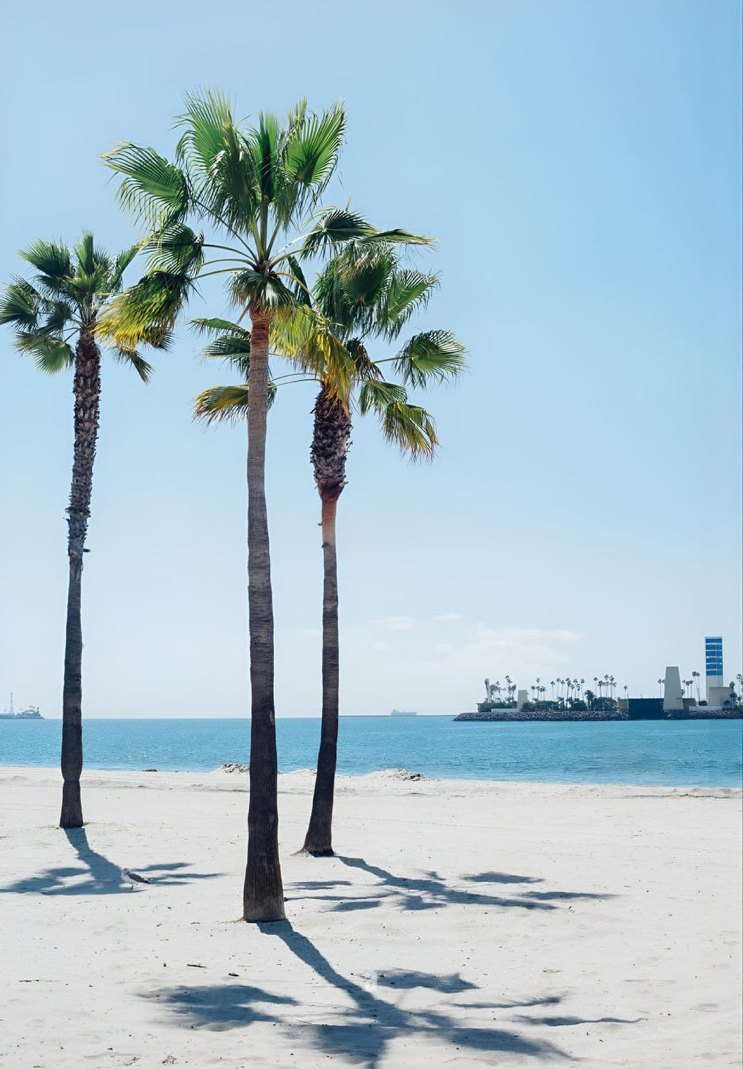 Long Beach's palm trees and ocean view capture a tropical paradise.