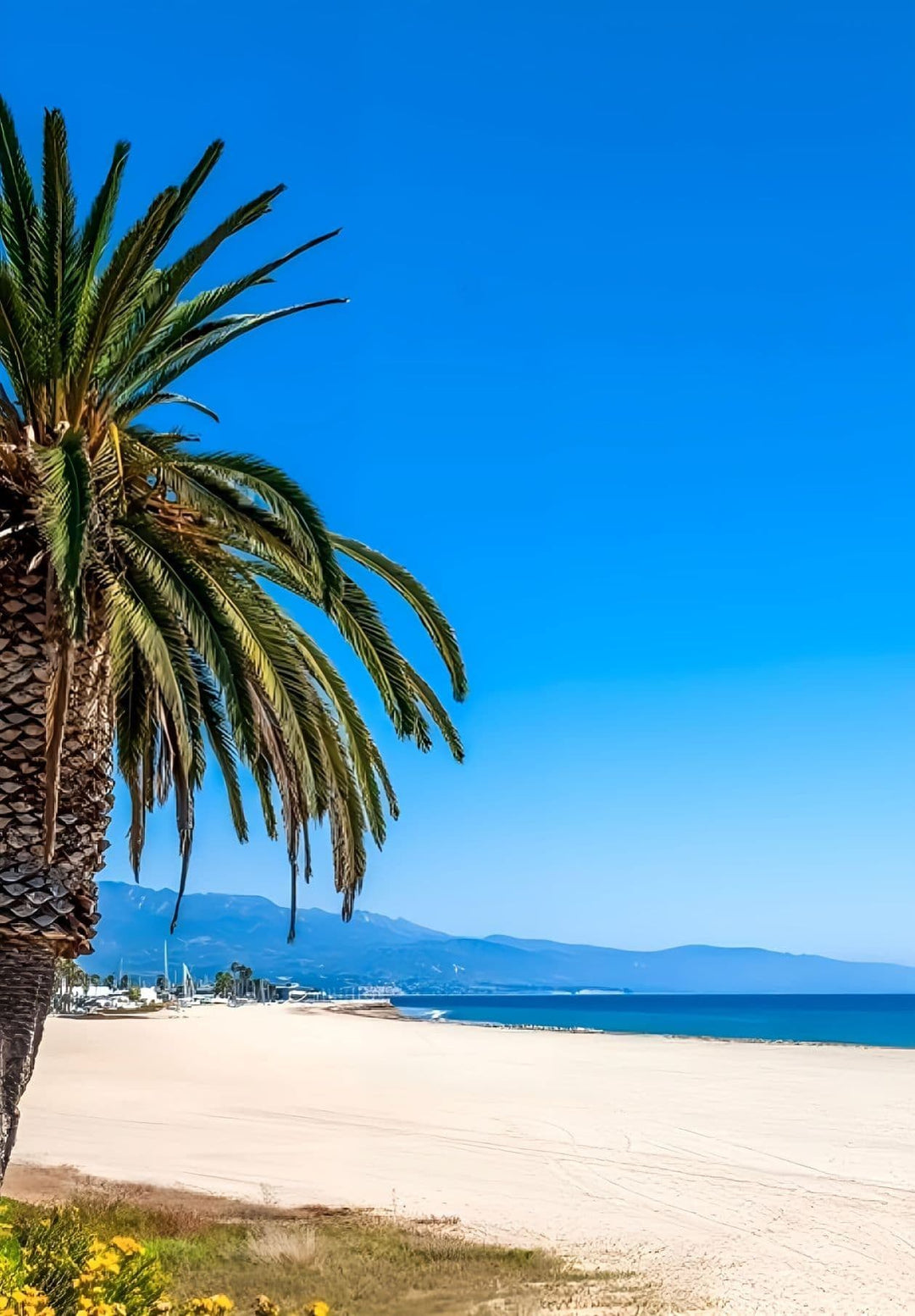 On Santa Barbara Beach, California, nature blends beautifully under the clear skies.