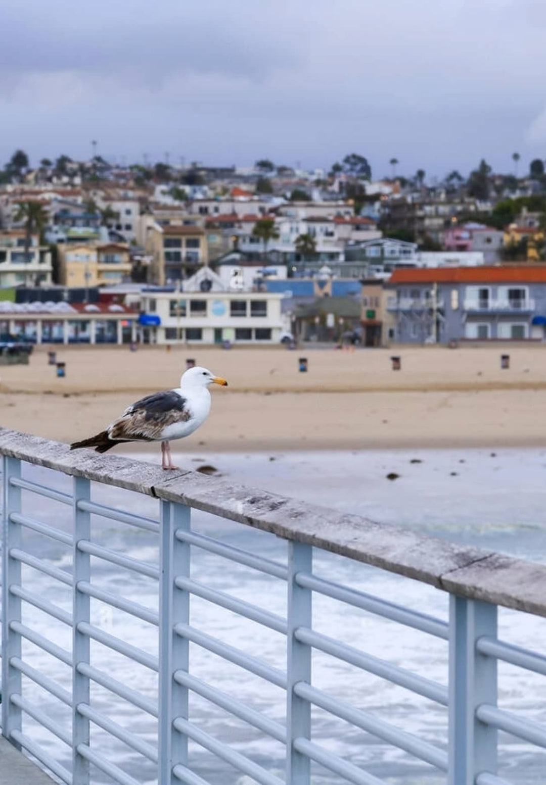 A seagull perched on the railing of the Hermosa Beach Pier in Los Angeles. California.
