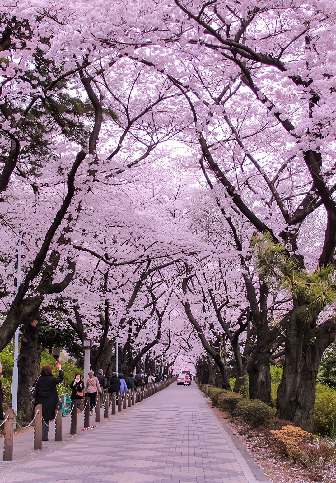 Tokyo's sakura trees bloom in a delicate dance of pink, enchanting the city with fleeting beauty, a celebration of nature's grace.